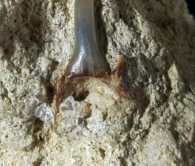 cf. Araloselachus cuspidatus (AGASSIZ 1843) - Bild © FossNet FossilienStore